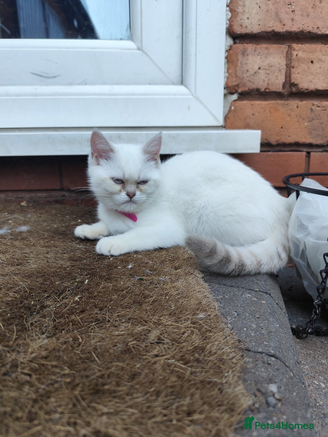 British Shorthair cats for sale: British short hair pure breed - Image 21