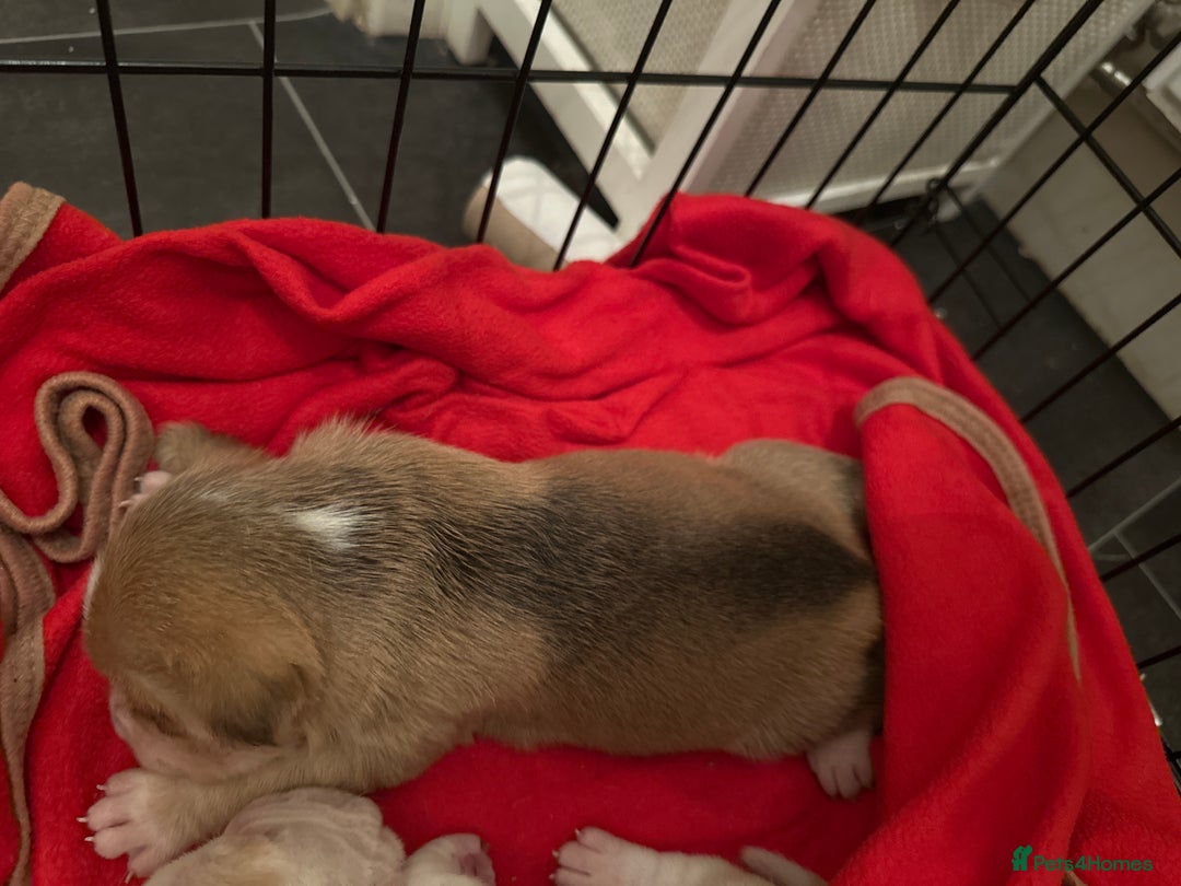 Mixed Breed dogs for sale: Beagle / pocket bully puppies  - Advert 12