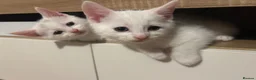 Mixed Breed cats for sale: Adorable litter of kittens  - Advert 31