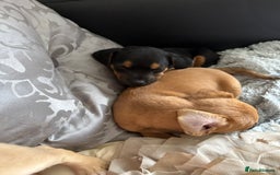 Mixed Breed dogs for sale: Lakeland/patterdale cross Jackchi puppies  - Image 8