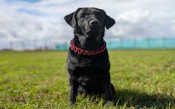 Labrador Retriever dogs for sale: CHUNKY BLACK AND CHOCOLATE PEDIGREE LABS - Image 4