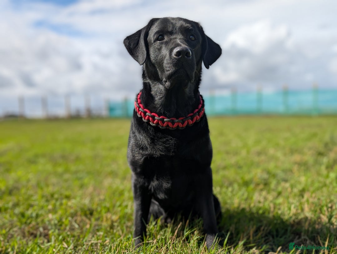 Labrador Retriever dogs for sale: CHUNKY BLACK AND CHOCOLATE PEDIGREE LABS - Image 4