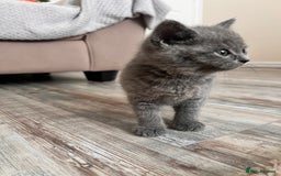 British Shorthair cats for sale: British shorthair male  - Image 5
