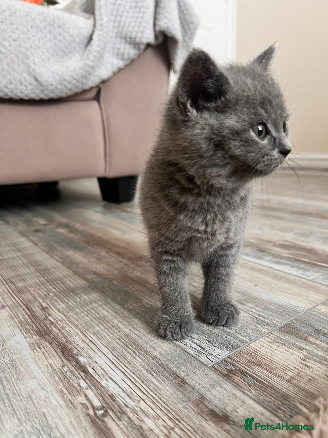 British Shorthair cats for sale: British shorthair male  - Image 5