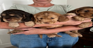 Cocker Spaniel dogs - Advert 12