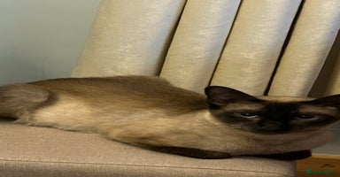 Siamese cats - Advert 1