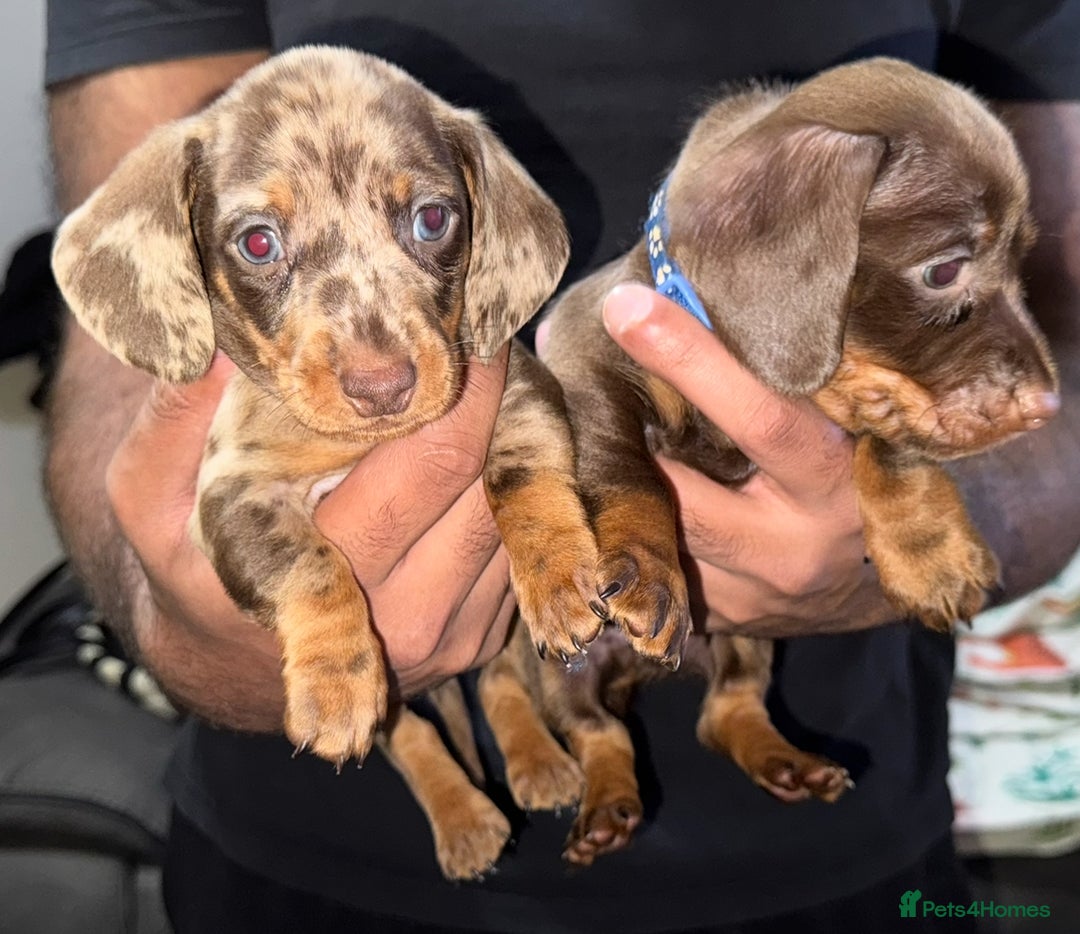 Miniature Dachshund dogs for sale: ‼️‼️Miniature Dachshund Puppies ‼️‼️ - Advert 4