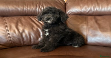 Mixed Breed dogs - Advert 14