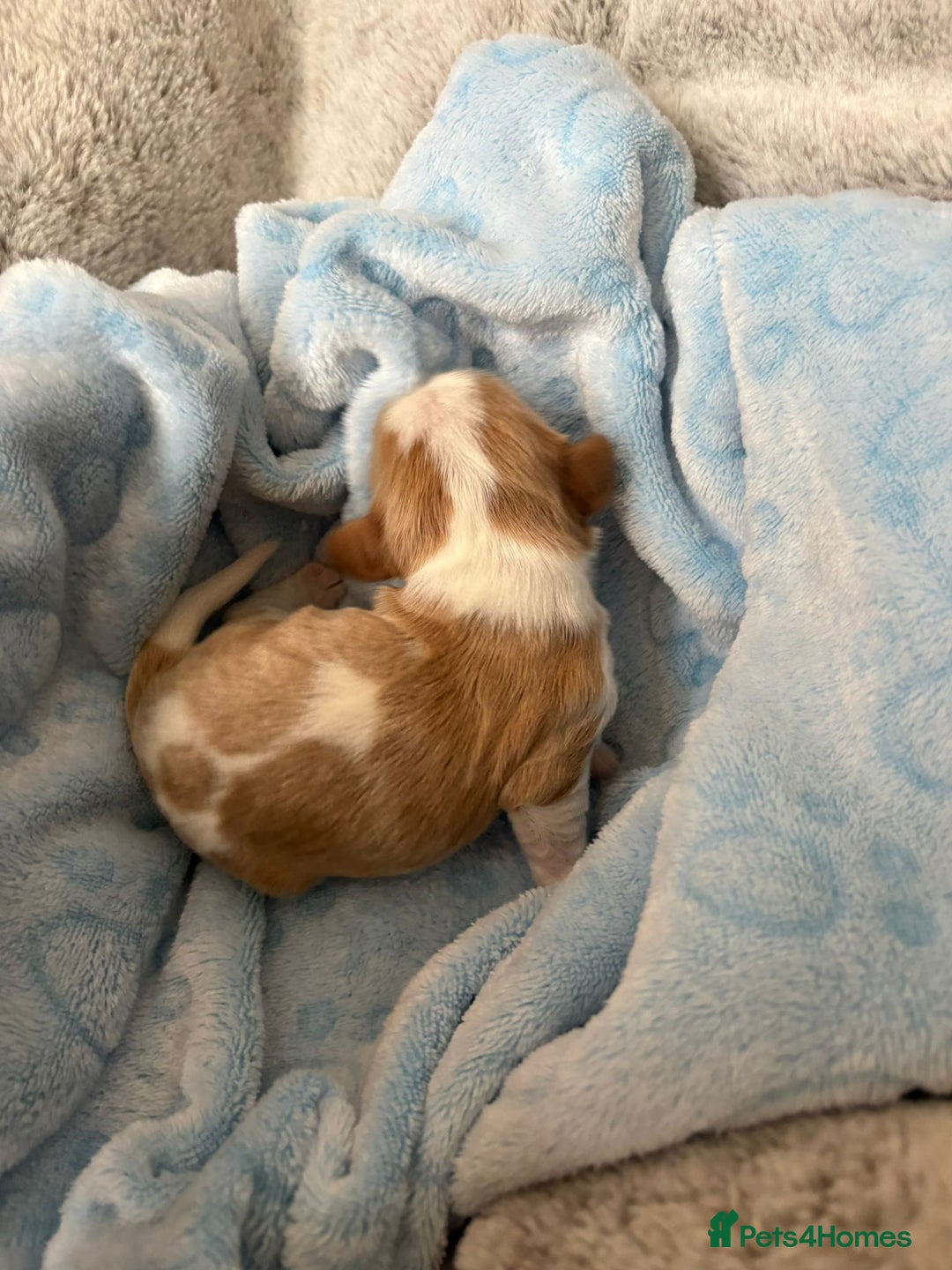 Cavalier King Charles Spaniel dogs for sale: Stunning King Charles Cavalier pups - Image 3