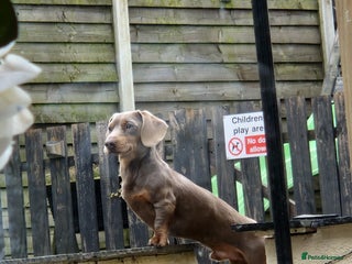 Miniature Dachshund dogs For stud my boy Dinky in Alfreton - Advert 11