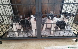 Jack Russell dogs for sale: Jack Russel Terriers 3 Generations Bloodline - Image 10