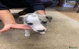 Whippet dogs for sale: Beautiful K.C Registered Whippet pups for sale  - Image 11