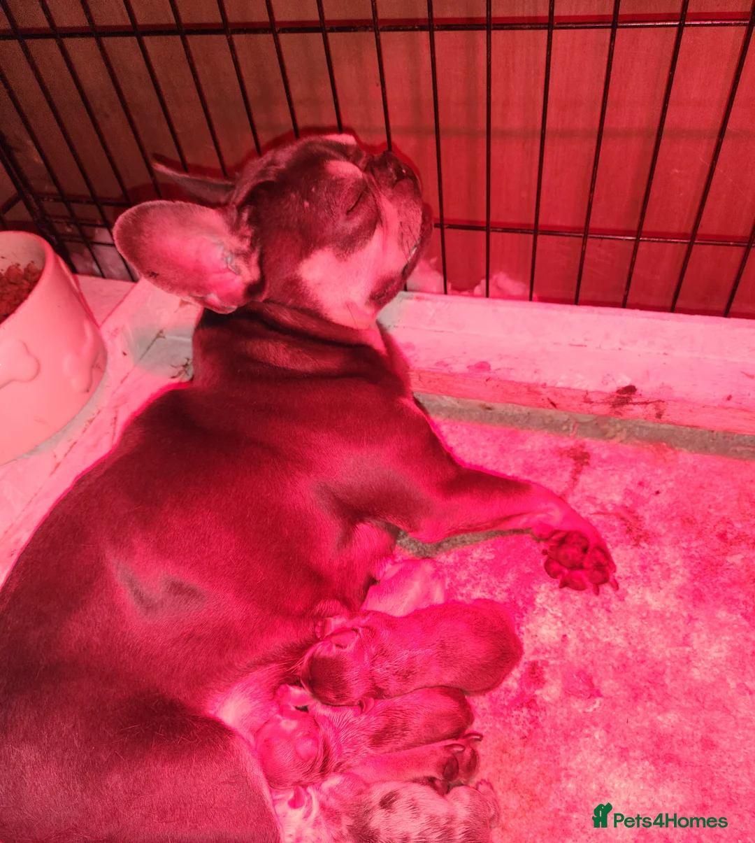 French Bulldog dogs for sale: New Shade Isabella Merle and Tan! - Advert 20