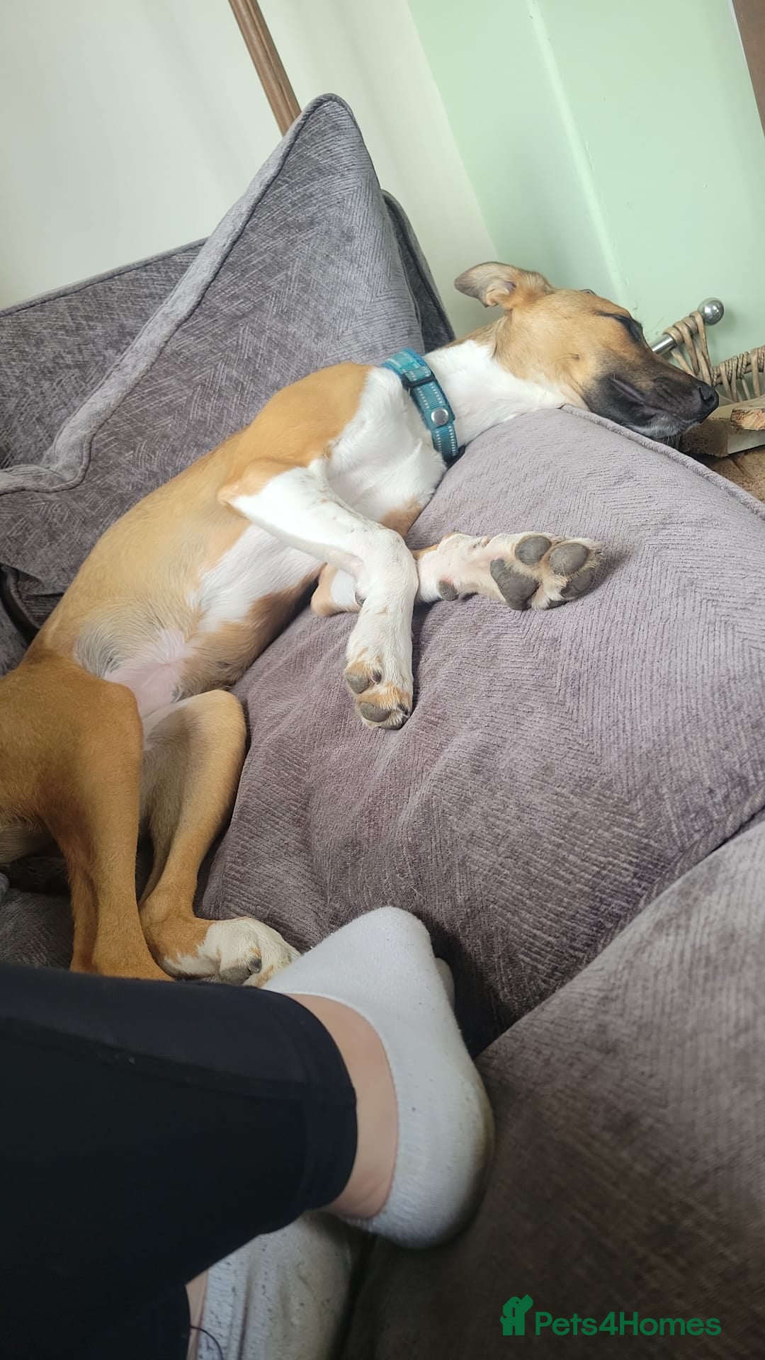 Lurcher dogs for sale: 8 month old Lurcher Puppy - Image 6
