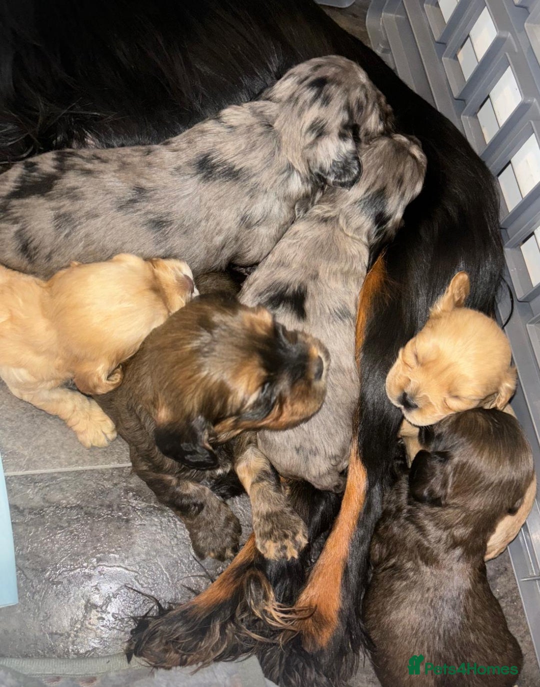 Cavapoo dogs for sale: Beautiful Cavapoo Puppies  - Image 4