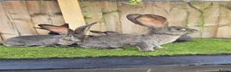 Continental Giant rabbits for sale: Continental Giants  - Advert 3