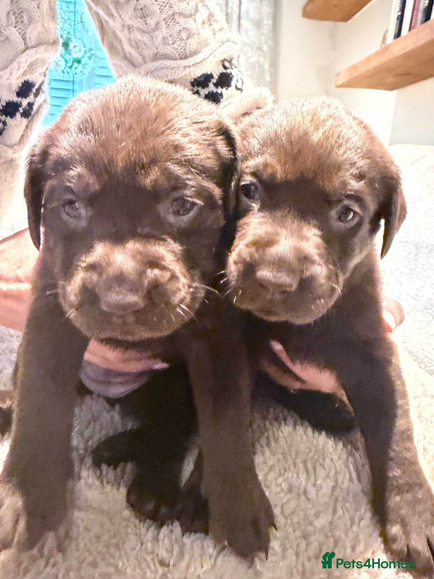 Labrador Retriever dogs for sale: KC Chunky Chocolate Labs 2 girls remaining - Advert 2