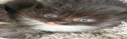 Mixed Breed cats for sale: 3 beautiful kittens for sale  - Advert 15