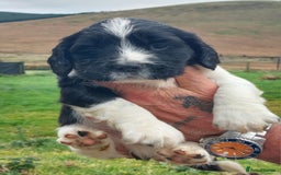 English Springer Spaniel dogs for sale: Quality Spaniel Litter at Sandaharr  - Image 30