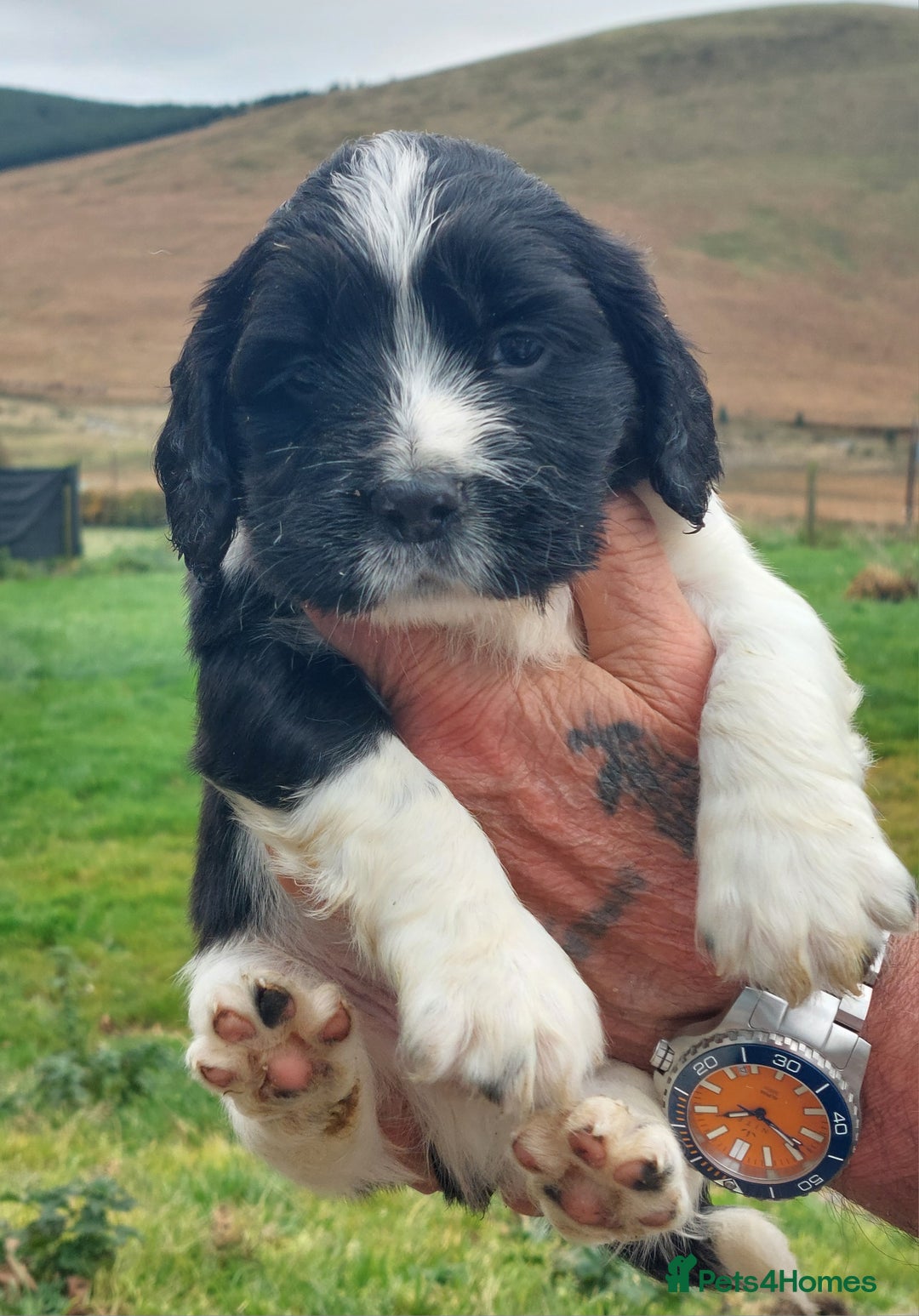 English Springer Spaniel dogs for sale: Quality Spaniel Litter at Sandaharr  - Image 30