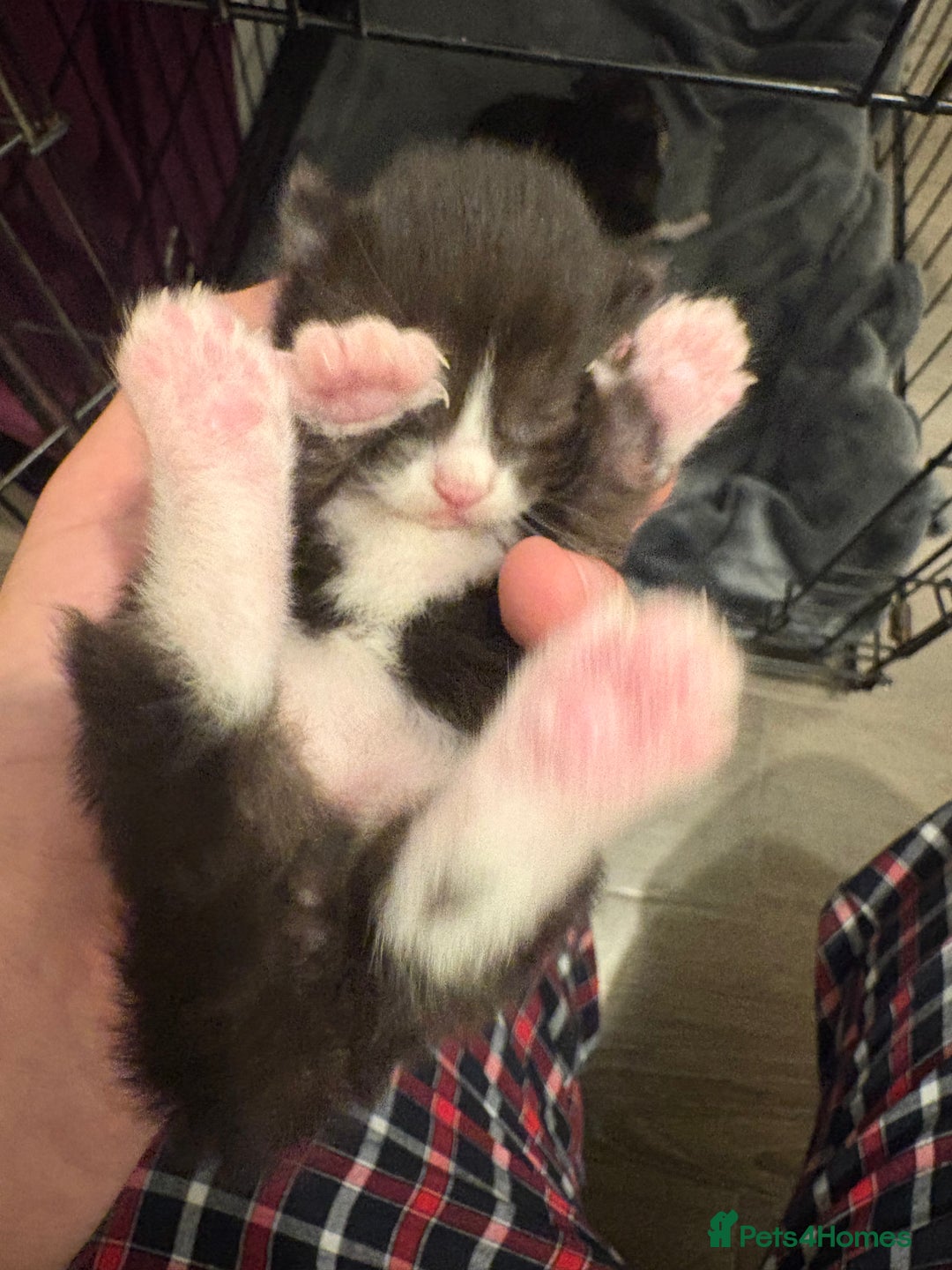 Mixed Breed cats for sale: Adorable Litter of Kittens ready for  🎄🐾 — £150 - Advert 9