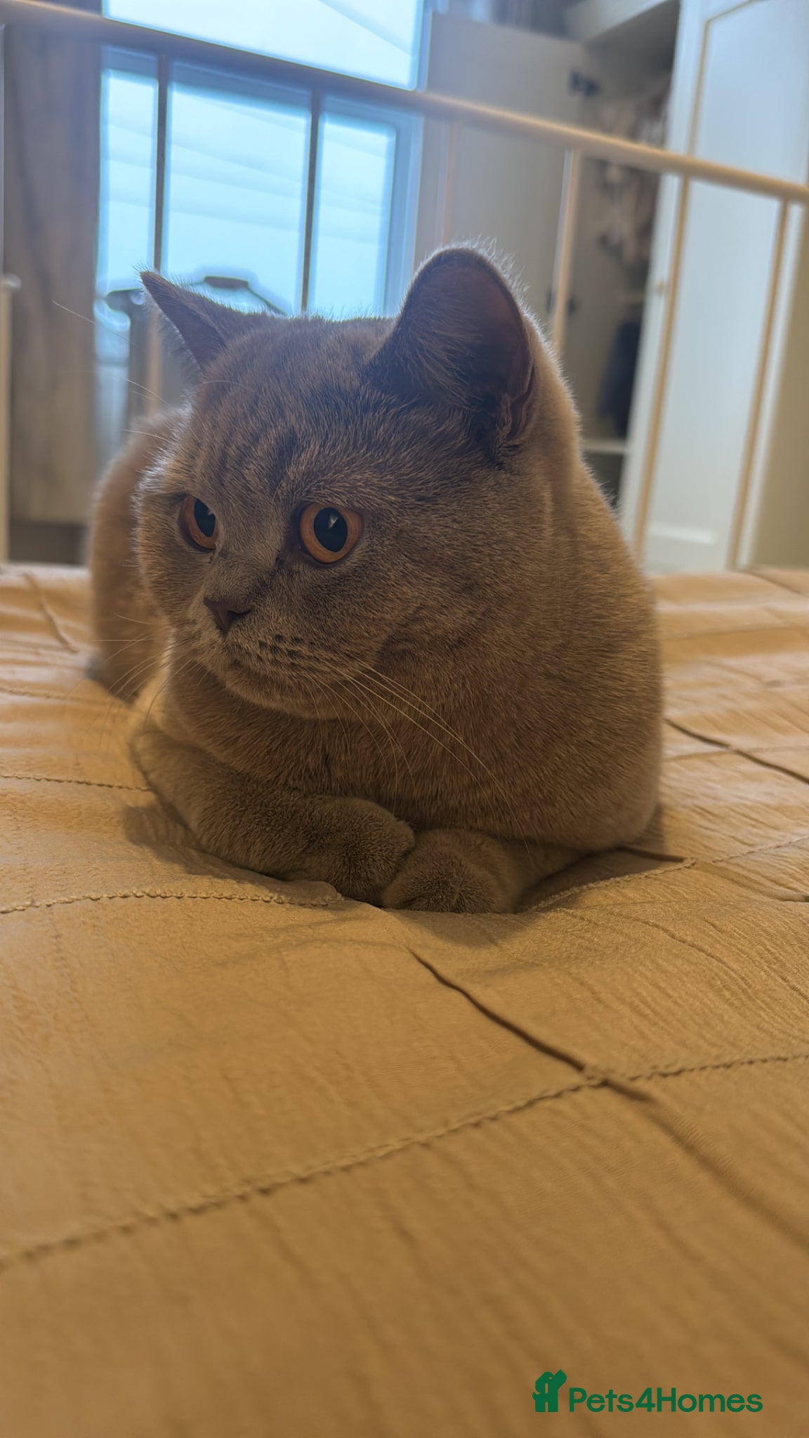British Shorthair cats Lilac British short hair 1.7 years  - Advert 5