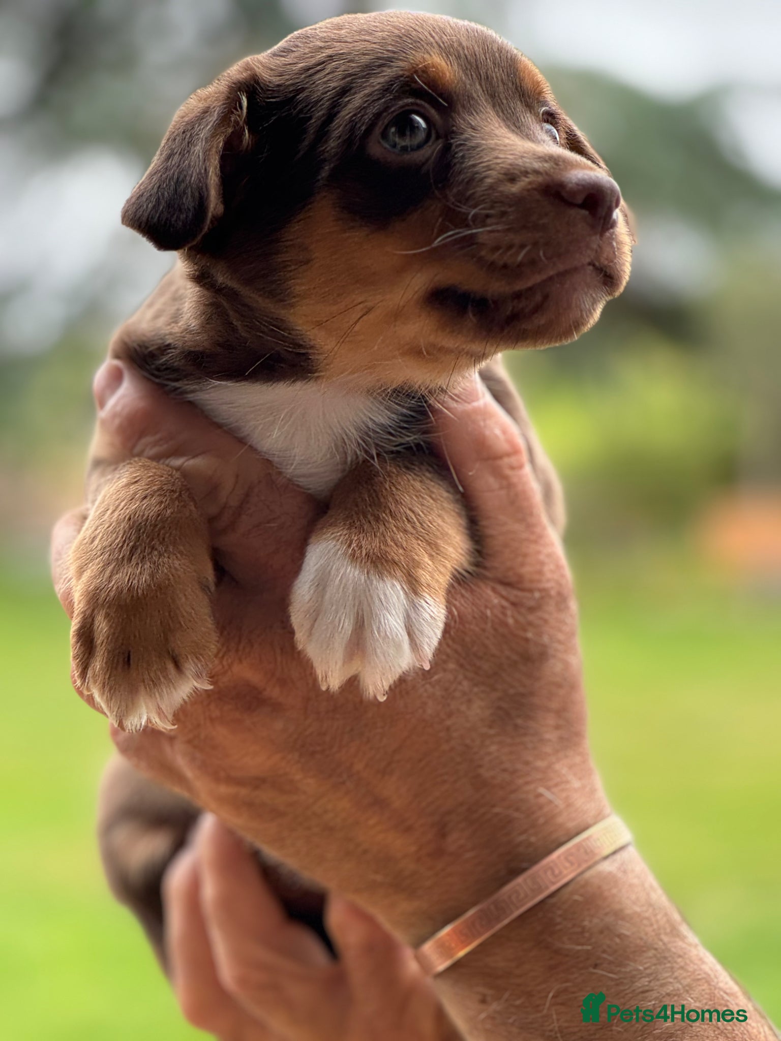 Mixed Breed dogs Adorable Jack Russell X Terrier puppies - Advert 1