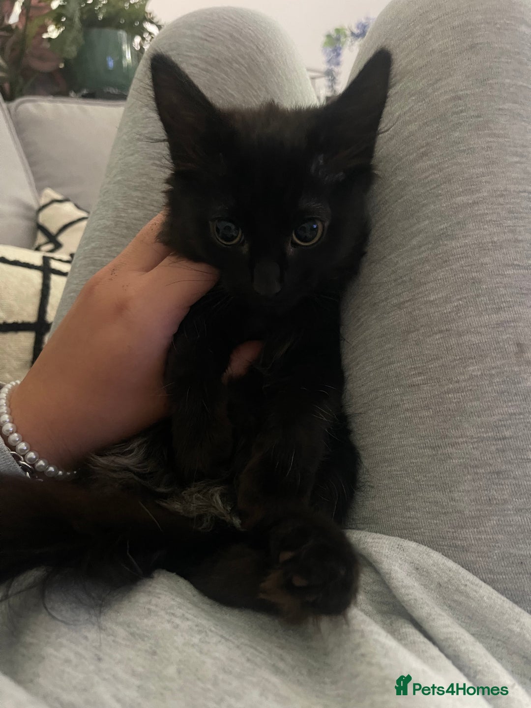 Norwegian Forest Cat cats for sale: Norwegian Forrest kittens 🐈‍⬛  - Image 3