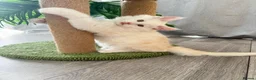 Maine Coon cats for sale:     🌟🌟Amazing Kittens Maine Coon 🌟🌟 - Advert 12