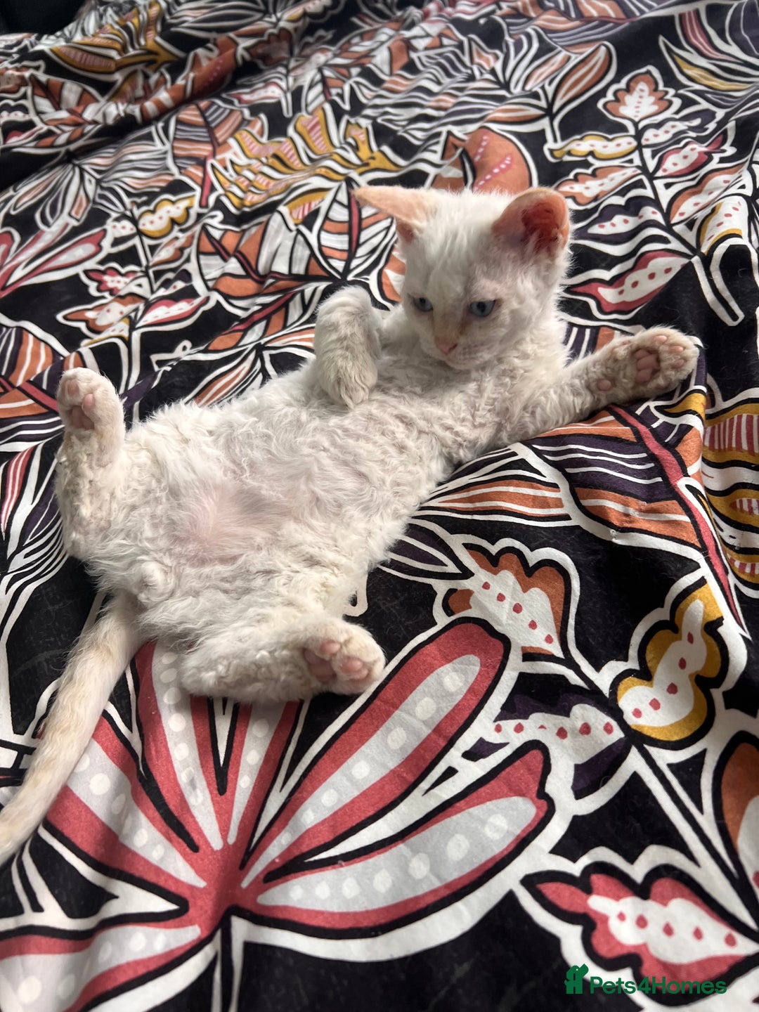 Selkirk Rex cats for sale: Gorgeous Selkirk Rex kittens - Image 9