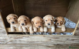 Cocker Spaniel dogs for sale: Working Cocker Spaniel pups for sale ready 19/8/25 - Image 7
