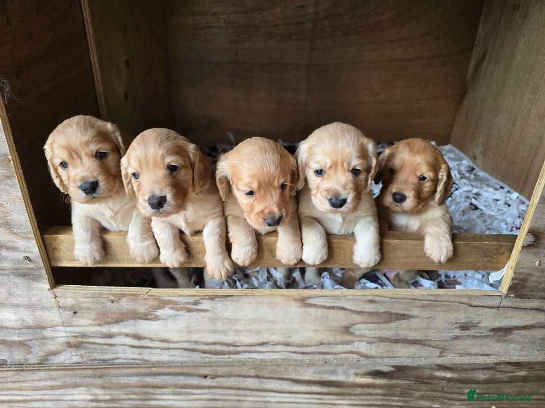 Cocker Spaniel dogs for sale: Working Cocker Spaniel pups for sale ready 19/8/25 - Image 7