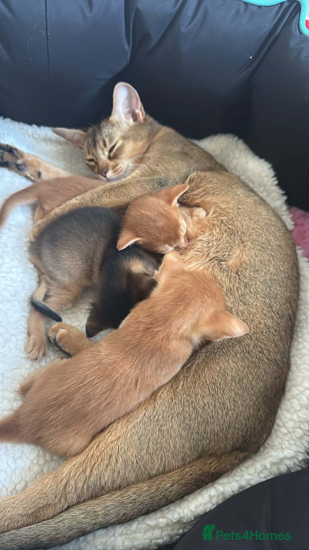 Abyssinian cats Abysinian 3 weeks kittens - Advert 6
