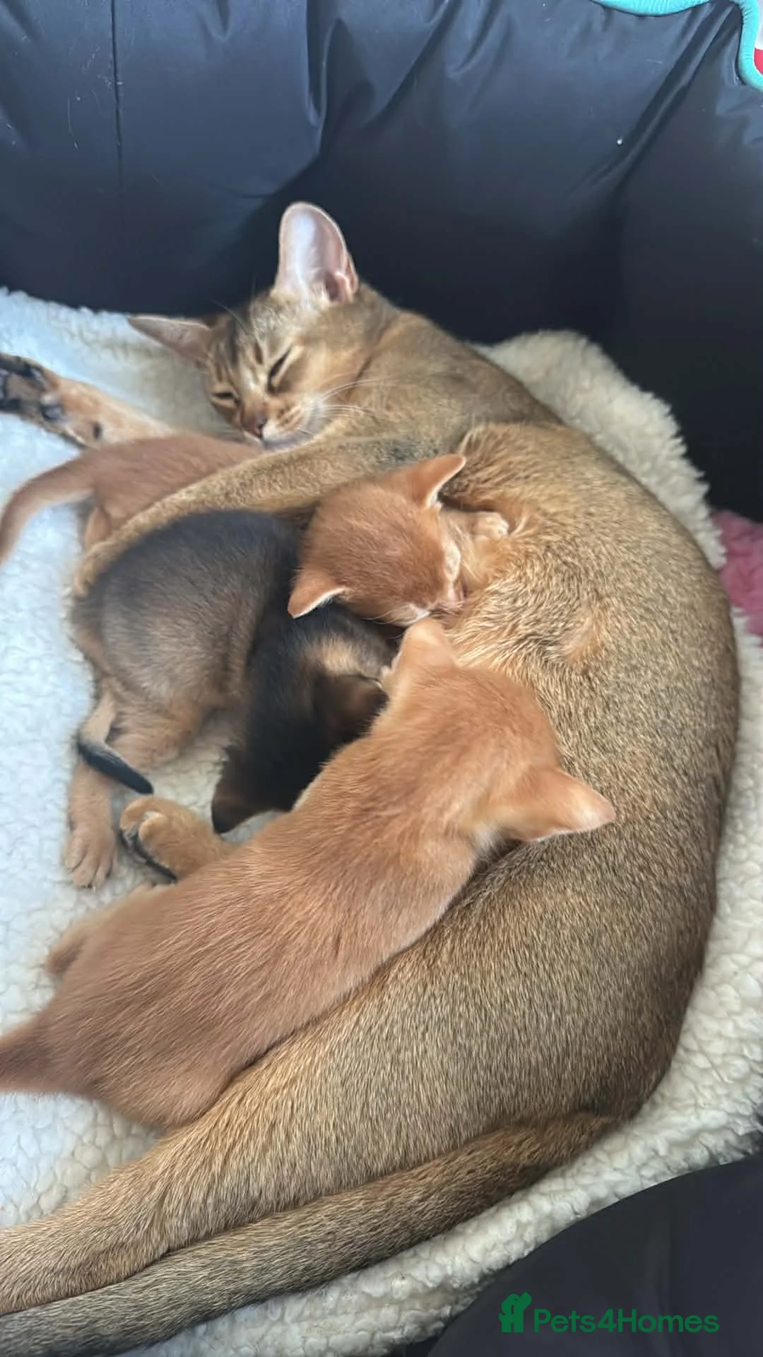Abyssinian cats for sale: Abysinian 3 weeks kittens - Advert 1