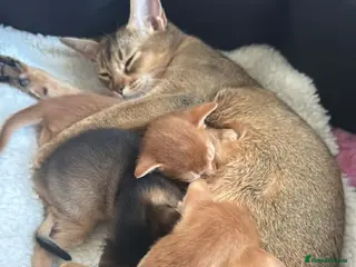 Abyssinian cats Abysinian 3 weeks kittens - Advert 6