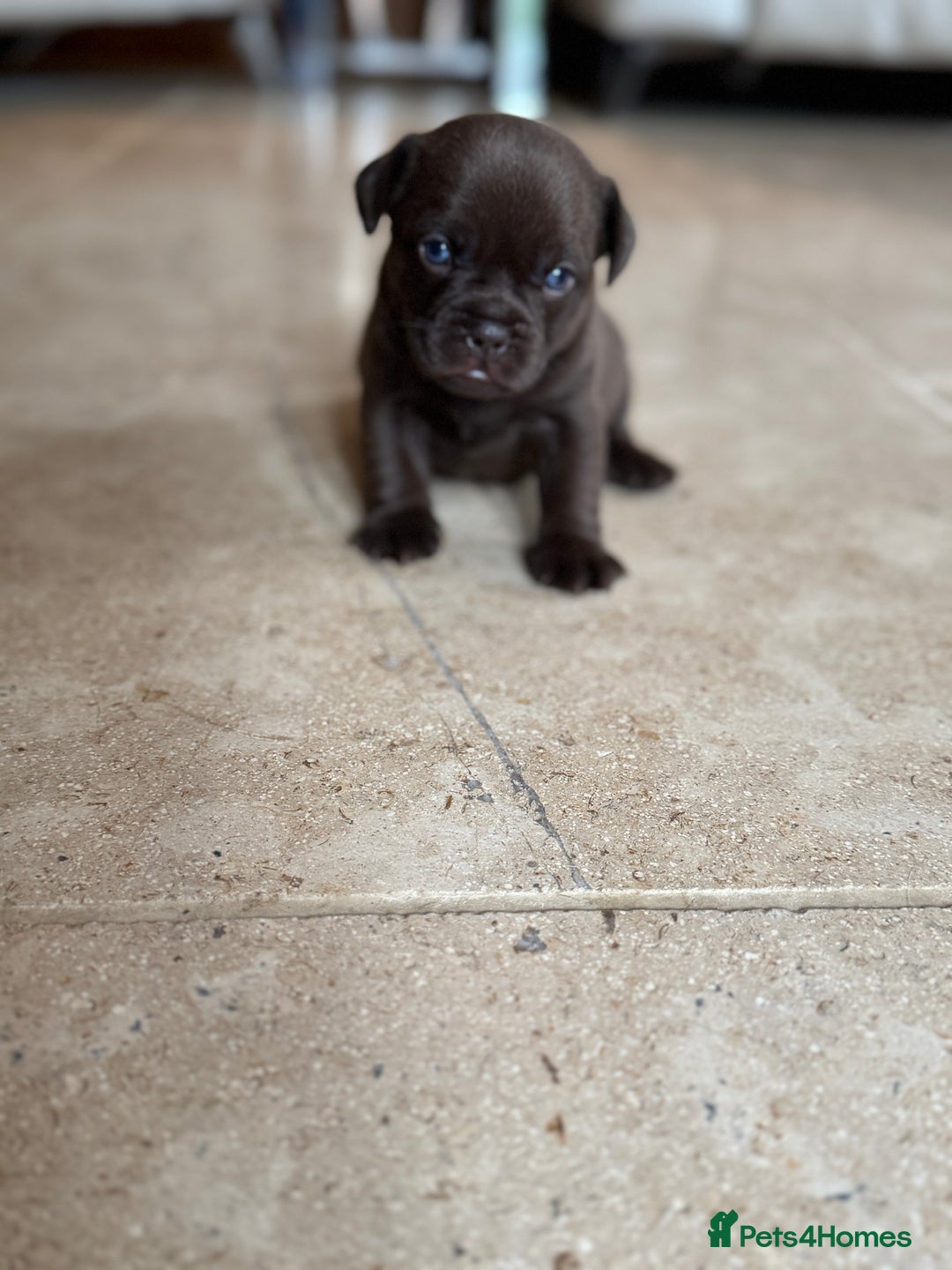 Mixed Breed dogs for sale: Frugg French bulldog cross - Advert 7