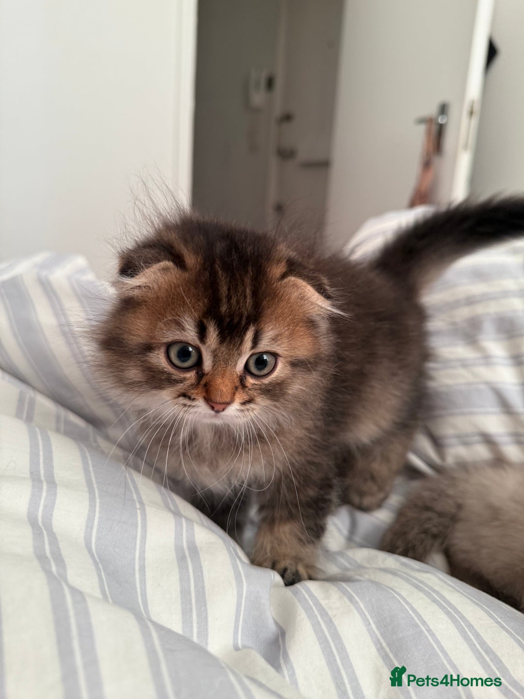 British Shorthair cats for sale: British short hair and Scottish fold  - Image 8