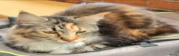 Maine Coon cats for sale: Black Smoke - Advert 10