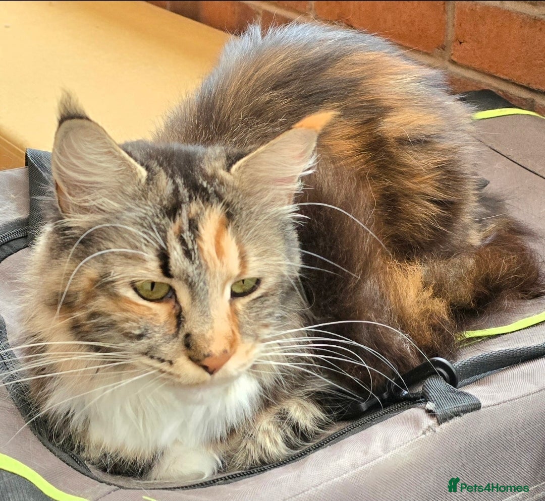 Maine Coon cats for sale: Black Smoke - Advert 10