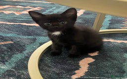 Russian Blue cats for sale: Russian blue cross kittens  - Image 6