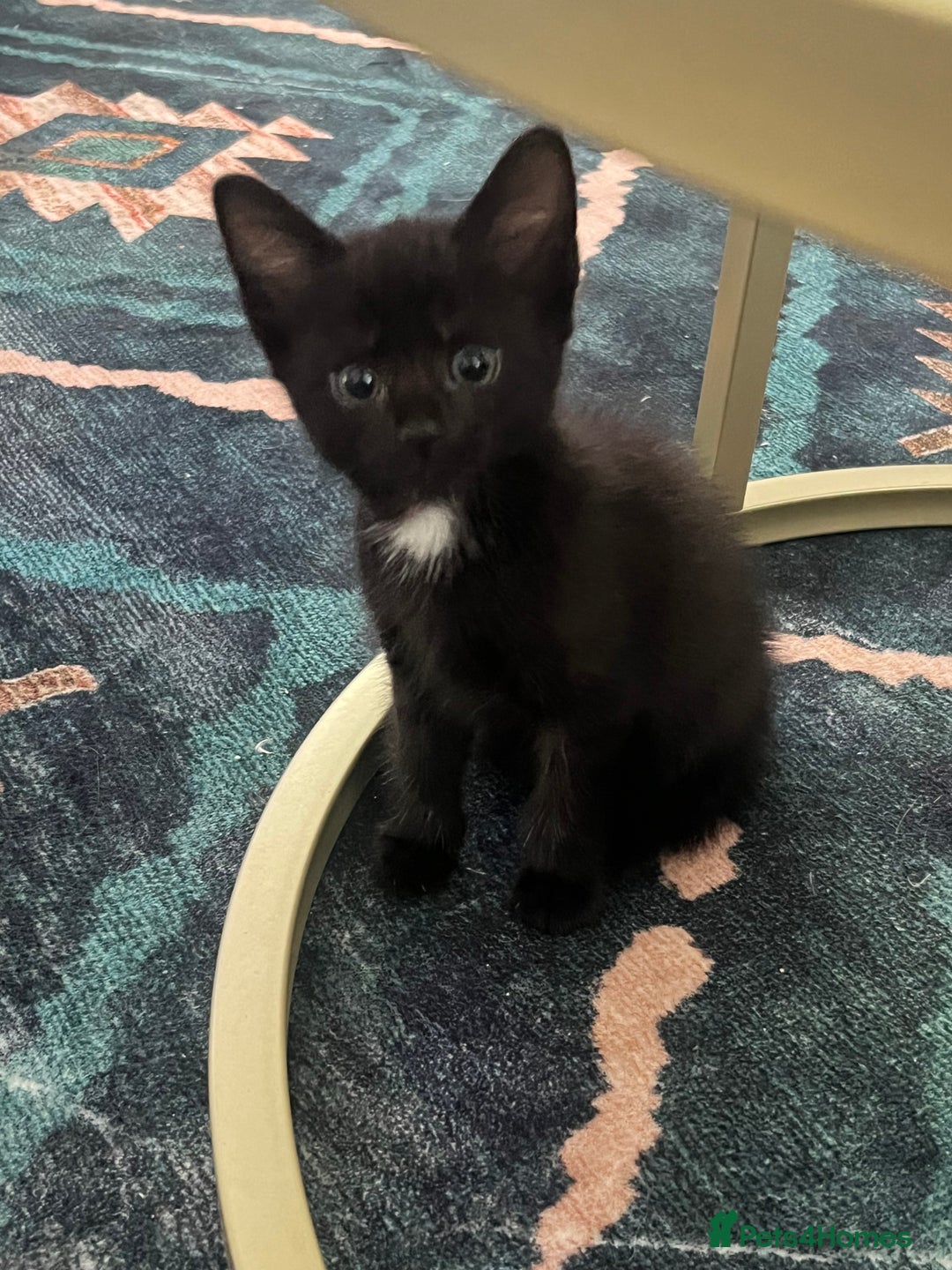 Russian Blue cats for sale: Russian blue cross kittens  - Image 6