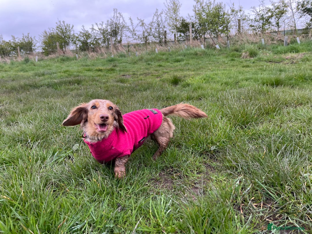 Miniature Dachshund dogs for sale: KC Reg Miniature Dachshund Long Haired Female - Image 6