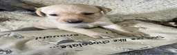 Labrador Retriever dogs for sale: Happy Healthy Labrador Pups from KC Reg Parents - Advert 6