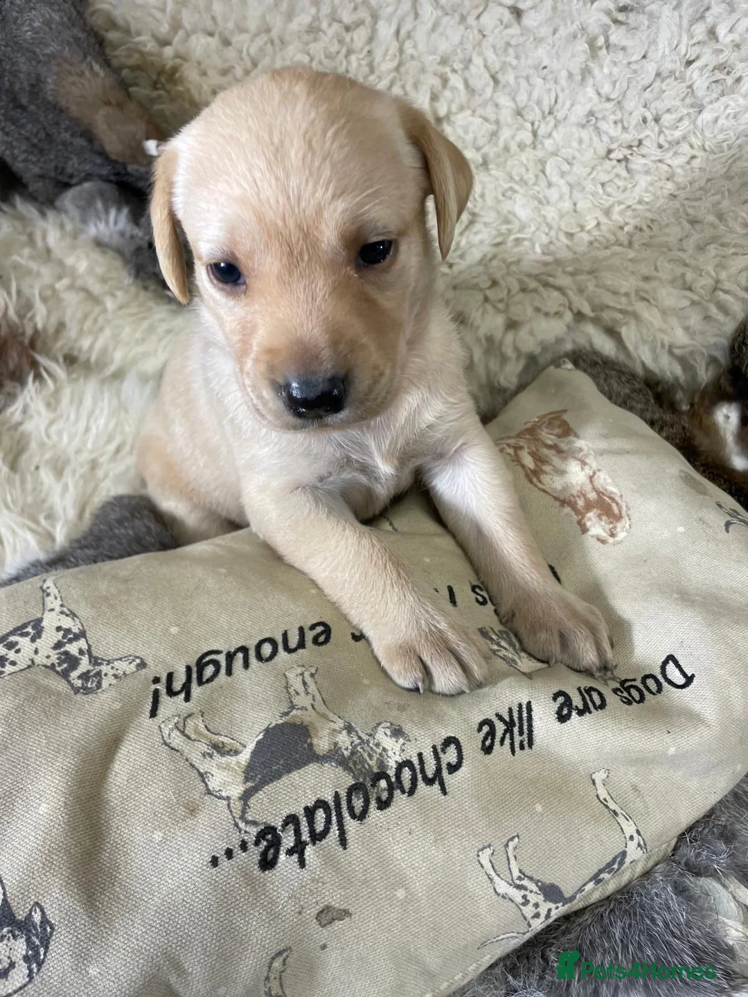 Labrador Retriever dogs for sale: Happy Healthy Labrador Pups from KC Reg Parents - Advert 6