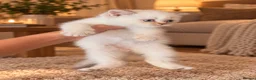 British Shorthair cats for sale: British Longhair & British Shorthair Kittens - Advert 7