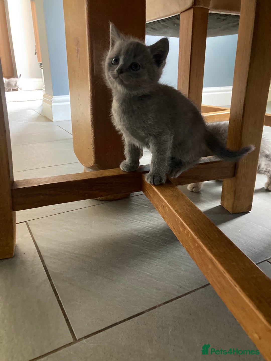 Scottish Fold cats for sale: Beautiful Scottish fold kittens - Image 21