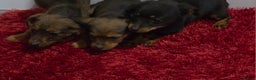 Mixed Breed dogs for sale: Jackshund - Advert 5