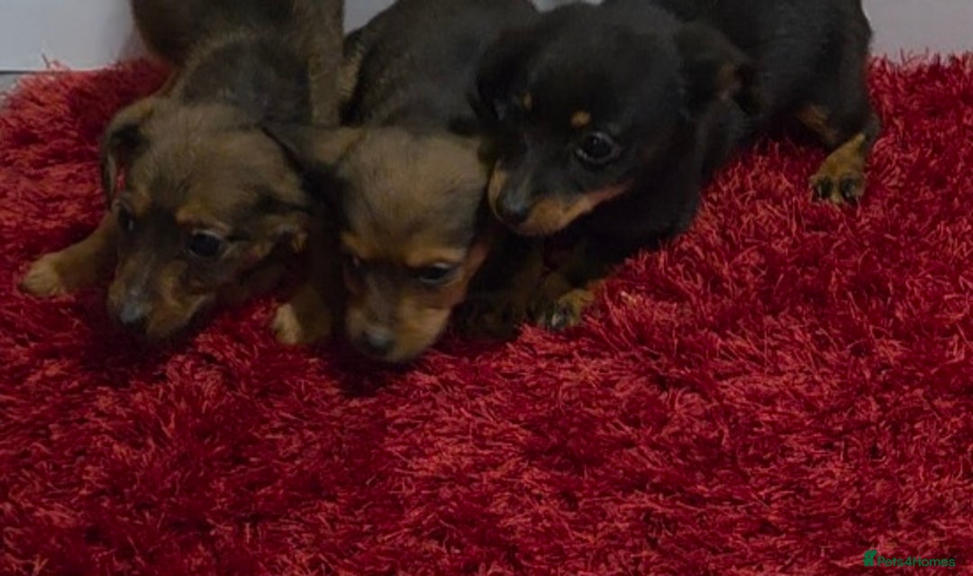 Mixed Breed dogs for sale: Jackshund - Advert 5