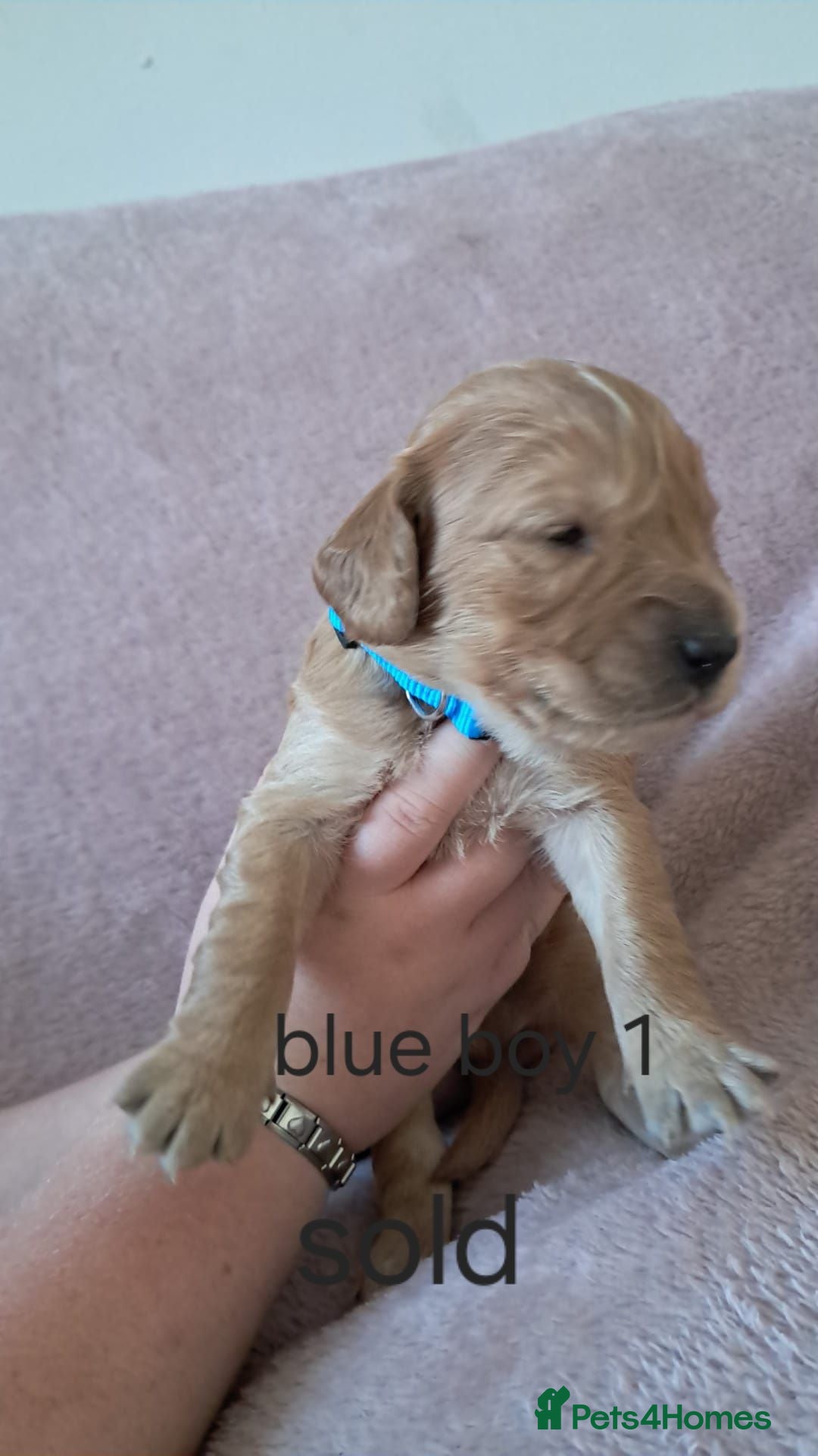 Cockapoo dogs 6 adorable Cockerpoo pups  - Advert 17