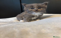 Mixed Breed cats for sale: Beautiful grey and white kittens.  - Image 2